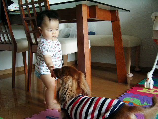 モモにお手 モモにお手