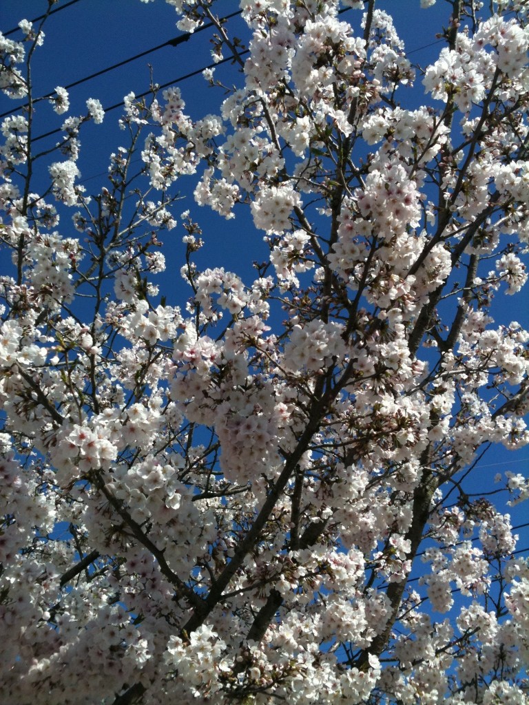 桜