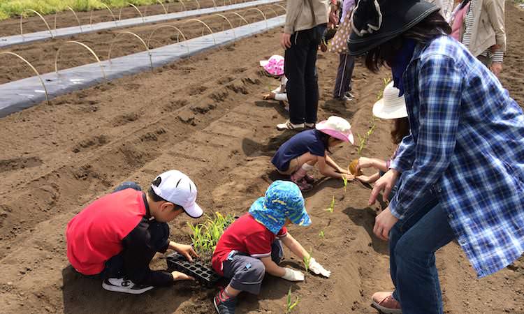 トウモロコシの苗植え